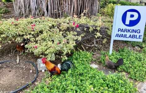 Feral Chickens Hawaii
